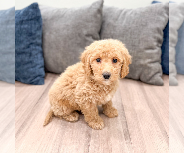 Medium Photo #54 Miniature Labradoodle Puppy For Sale in MILLERSBURG, OH, USA