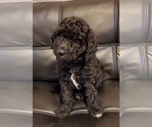 Goldendoodle Puppy for sale in DOTHAN, AL, USA