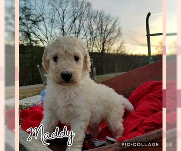 Medium Photo #6 Goldendoodle Puppy For Sale in MOUNT VERNON, KY, USA