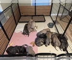 Small Photo #15 Mastiff Puppy For Sale in MIDDLETOWN, DE, USA