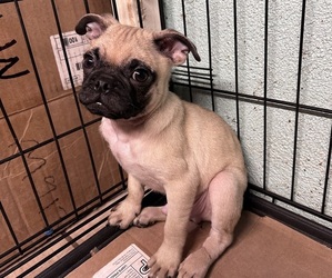 Pug Puppy for sale in COVINA, CA, USA