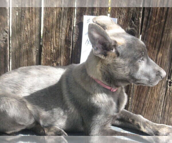 Medium Photo #5 Dutch Shepherd Dog Puppy For Sale in TUCSON, AZ, USA