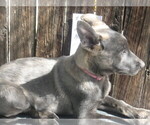 Small Photo #5 Dutch Shepherd Dog Puppy For Sale in TUCSON, AZ, USA