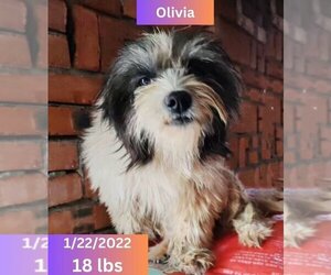 Collie-Havanese Mix Dogs for adoption in West Hollywood, CA, USA