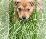 Small #1 Mutt