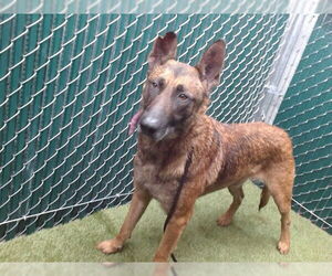 German Shepherd Dog Dogs for adoption in Downey, CA, USA