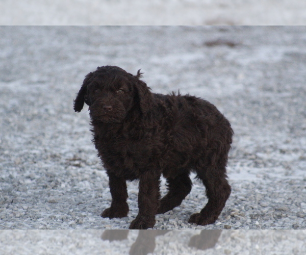 Medium Photo #5 Labradoodle Puppy For Sale in MEMPHIS, MO, USA
