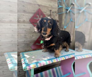 Dachshund Dogs for adoption in Sioux Falls, SD, USA