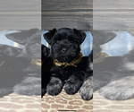 Puppy Puppy 1 Schnauzer (Miniature)