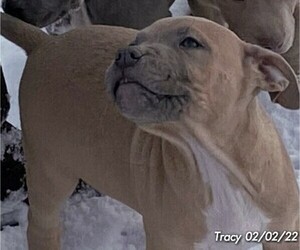 American Pit Bull Terrier Puppy for sale in POPLAR BLUFF, MO, USA