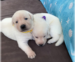 Small Photo #6 Labrador Retriever Puppy For Sale in PALM COAST, FL, USA