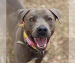 Small American Staffordshire Terrier Mix