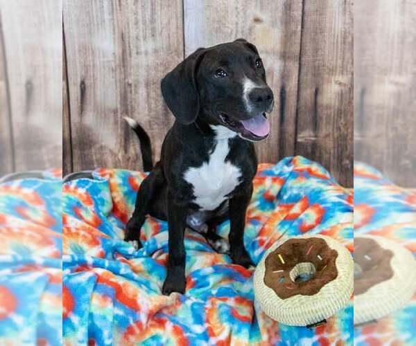 Medium Photo #5 Labrador Retriever-Unknown Mix Puppy For Sale in Kennesaw, GA, USA