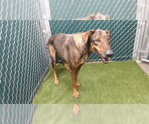 Doberman Pinscher-Unknown Mix Dogs for adoption in Downey, CA, USA
