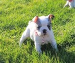 Small Photo #1 Faux Frenchbo Bulldog Puppy For Sale in PASCO, WA, USA