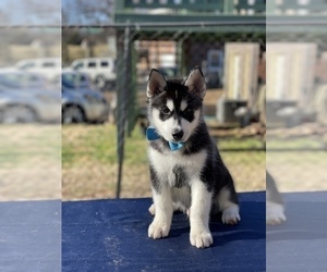 Siberian Husky Puppy for Sale in ANTIOCH, Tennessee USA
