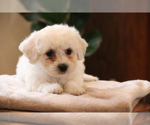 Bichon Frise Puppy for sale in HUMBOLDT, IL, USA