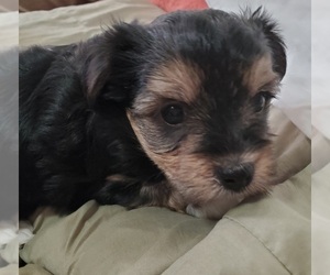 Morkie Puppy for sale in GLOUCESTER, VA, USA