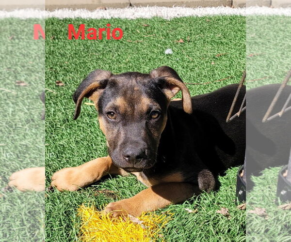 Medium Photo #3 Australian Shepherd-Unknown Mix Puppy For Sale in Des Moines, IA, USA