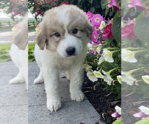 Great Pyrenees Puppy for sale in CANOGA, NY, USA
