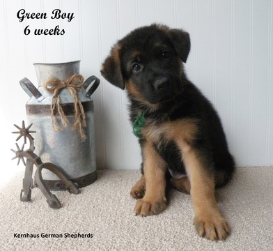View Ad: German Shepherd Dog Litter of Puppies for Sale near Kansas ...