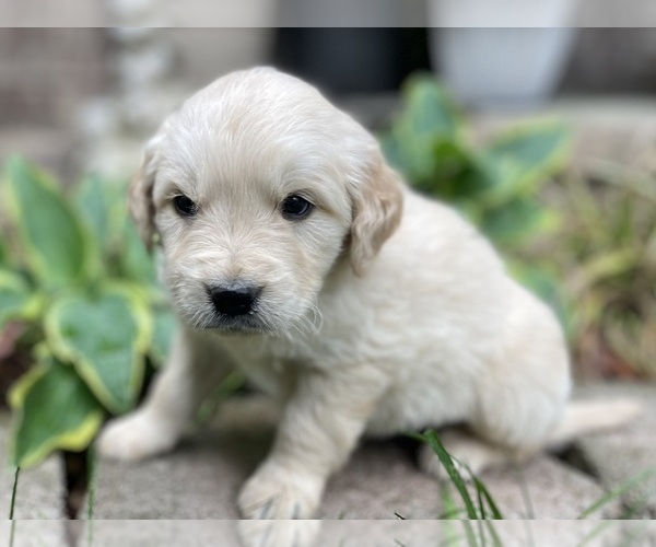 Medium Photo #7 Golden Retriever Puppy For Sale in FORDLAND, MO, USA