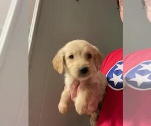 Golden Retriever Puppy for sale in MCMINNVILLE, TN, USA