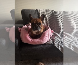 Father of the French Bulldog puppies born on 07/29/2026