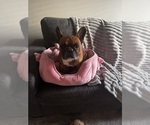 Small Photo #1 French Bulldog Puppy For Sale in JOLIET, IL, USA