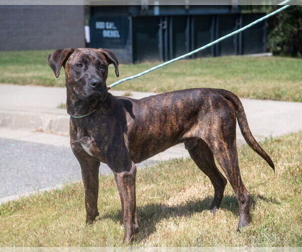 Medium Photo #4 Mutt Puppy For Sale in Glen Allen, VA, USA