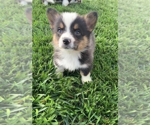 Welsh Cardigan Corgi Puppy for sale in COLUMBUS, NE, USA