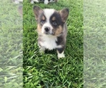 Small Welsh Cardigan Corgi