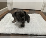 Small Photo #9 French Bulldog Puppy For Sale in OLYMPIA, WA, USA