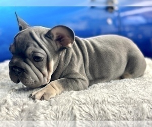 French Bulldog Puppy for sale in TAMPA, FL, USA