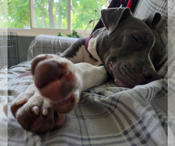 Medium Photo #4 American Pit Bull Terrier-Unknown Mix Puppy For Sale in Germantown, OH, USA
