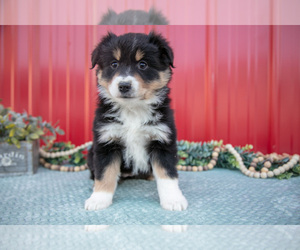 Medium Miniature Australian Shepherd