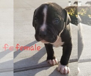American Pit Bull Terrier Puppy for sale in BRKN ARW, OK, USA