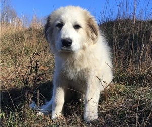 Great Pyrenees Puppy for sale in FRAKES, KY, USA