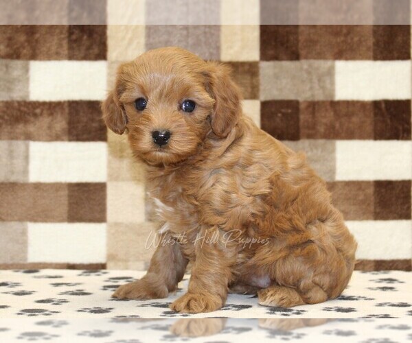 Medium Photo #4 Cavapoo (Miniature) Puppy For Sale in DENVER, PA, USA