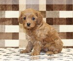 Small #3 Cavapoo (Miniature)
