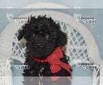Small #9 Poodle (Toy)