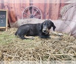 Small #4 Catahoula Leopard Dog