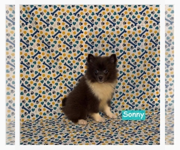 Medium Photo #3 Pomimo Puppy For Sale in CLARKSVILLE, TN, USA