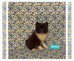 Small #2 Pomimo
