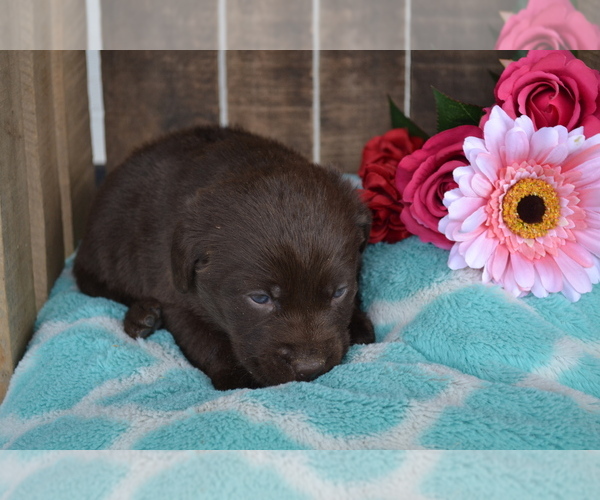 Medium Photo #18 Labrador Retriever Puppy For Sale in GREENWOOD, WI, USA