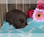 Small Photo #18 Labrador Retriever Puppy For Sale in GREENWOOD, WI, USA