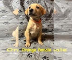 Puppy Orange Golden Labrador