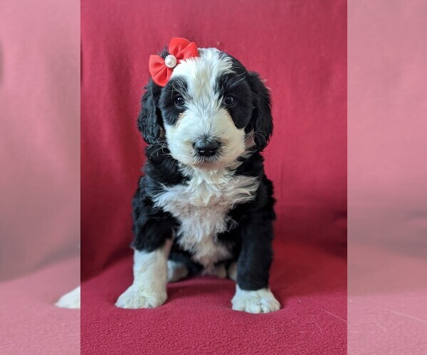 Medium Photo #1 Sheepadoodle Puppy For Sale in PORT DEPOSIT, MD, USA