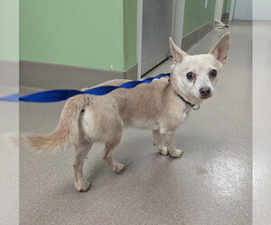 Chihuahua Dogs for adoption in La Porte, IN, USA