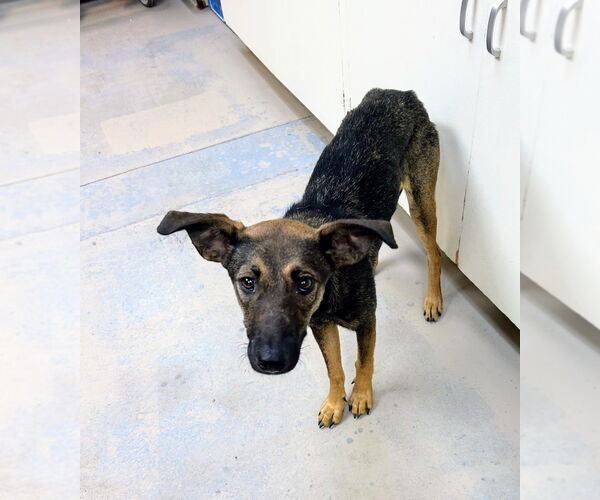 Medium Photo #4 Carolina Dog-Unknown Mix Puppy For Sale in Bryant, AR, USA